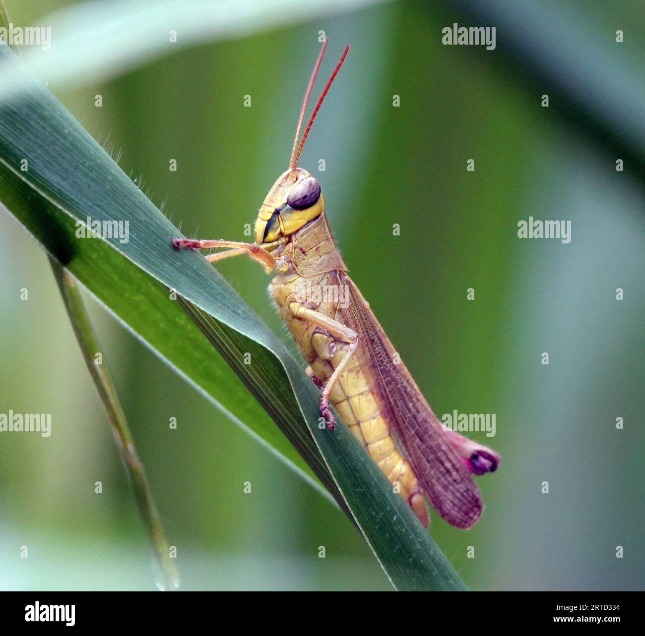 Gros plan d'une grande sauterelle brune perchée au sommet d'une feuille verte Banque D'Images