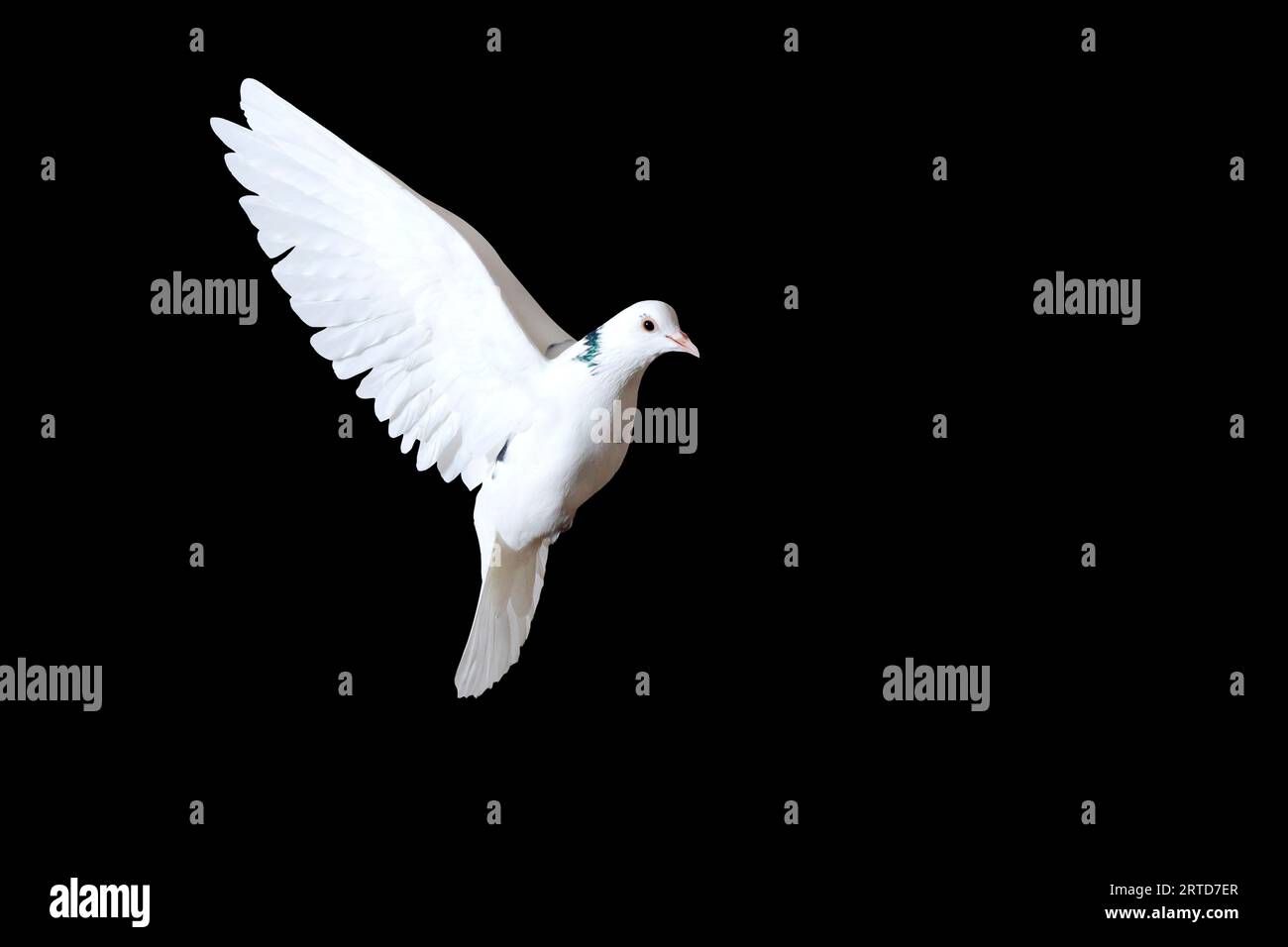 la colombe blanche vole sur un fond noir Banque D'Images