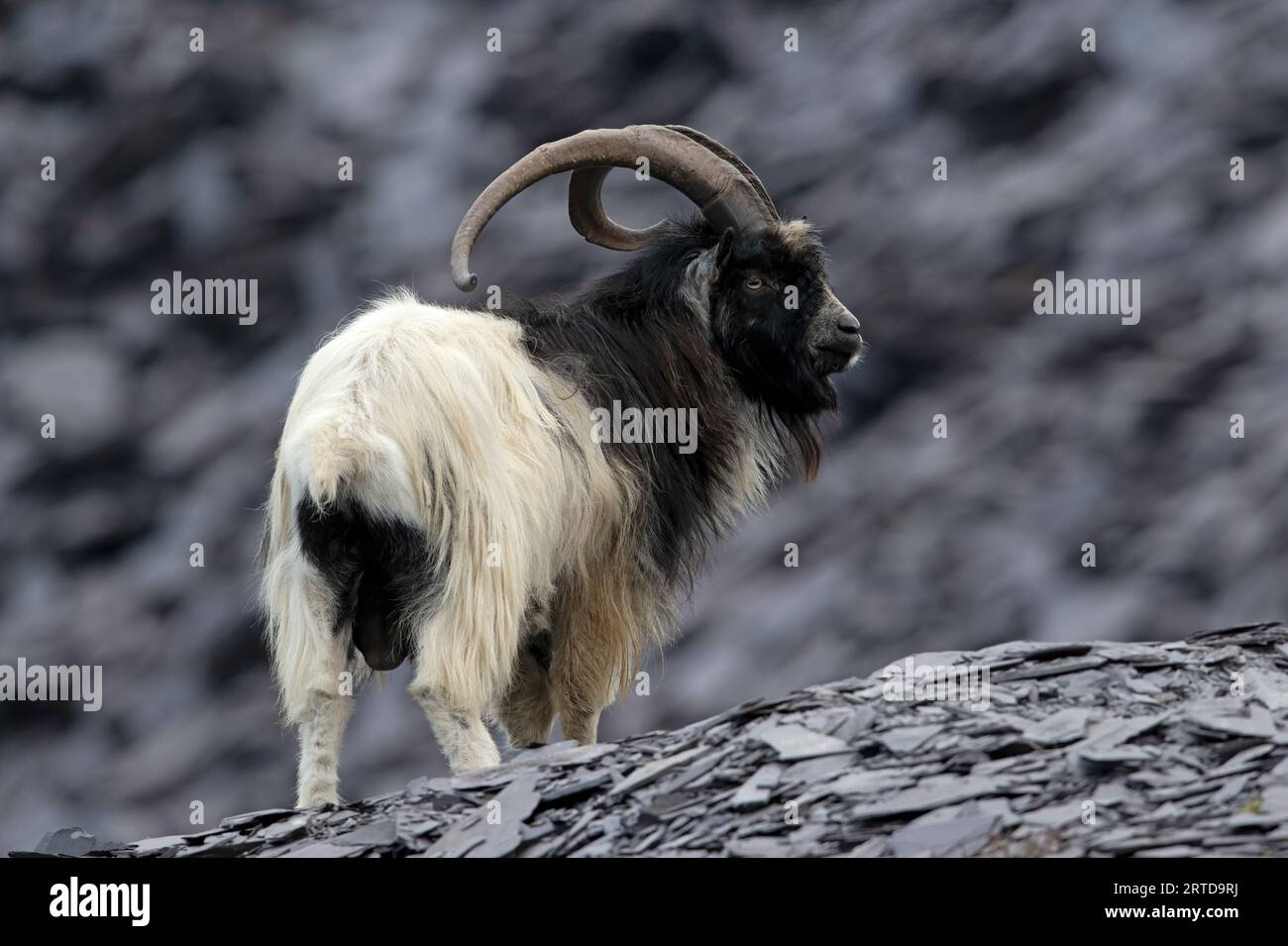 Chèvre primitive britannique (Capra hircus) dans une carrière d'ardoise désaffectée à Snowdonia Banque D'Images