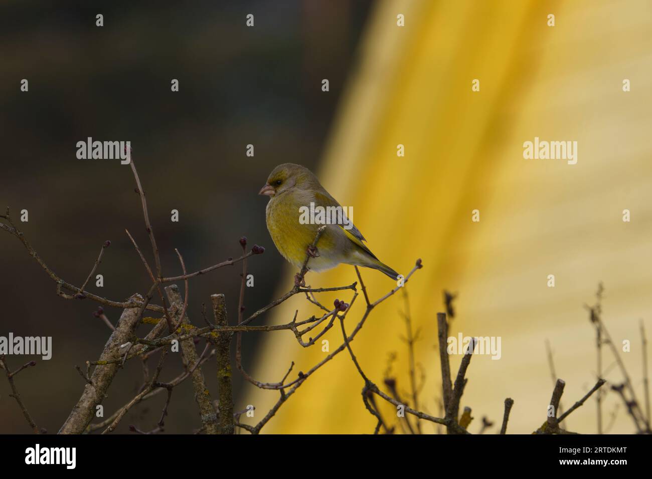 Chloris chloris Carduelis chloris famille Fringillidae genre Chloris European greenfinch photographie d'oiseaux de nature sauvage, image, papier peint Banque D'Images