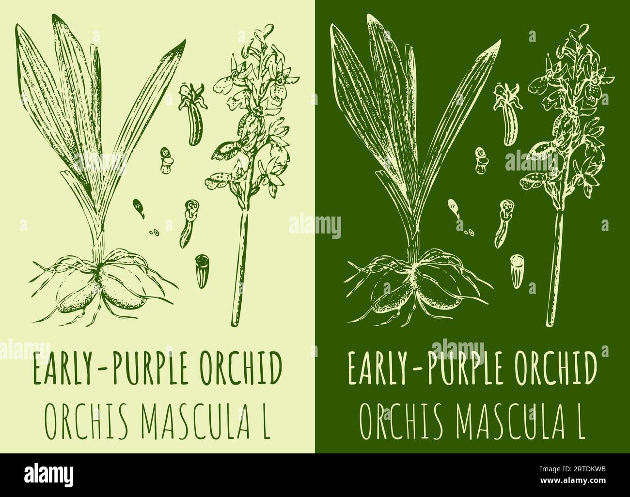 Dessins vectoriels ORCHIDÉE TÔT-VIOLET. Illustration dessinée à la main. Nom latin ORCHIS MACULATA L. Banque D'Images