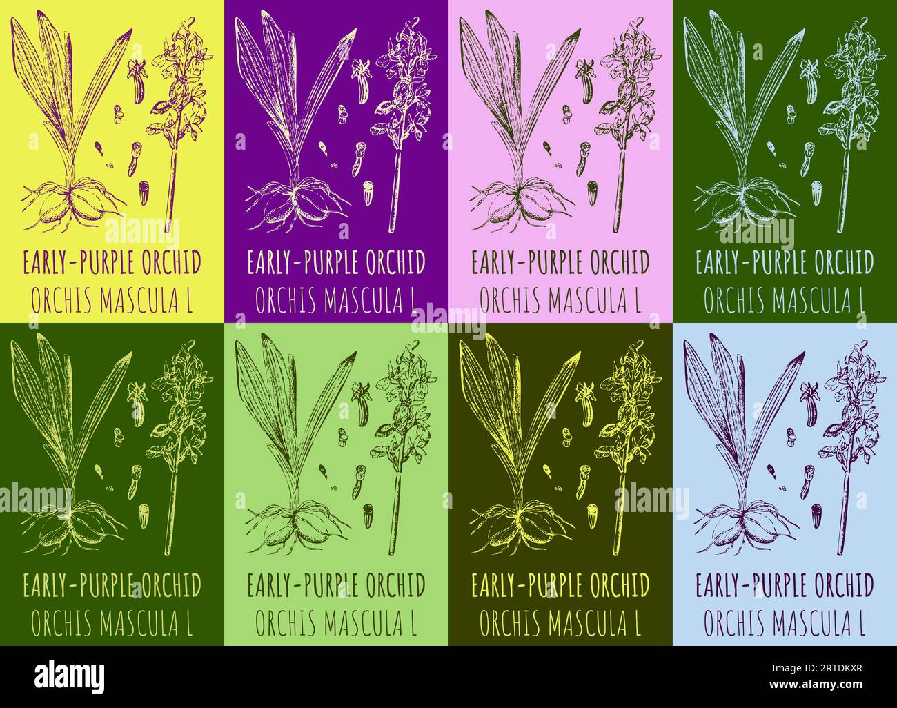 Ensemble de dessin vectoriel d'ORCHIDÉE TÔT-VIOLET en différentes couleurs. Illustration dessinée à la main. Nom latin ORCHIS MACULATA L. Banque D'Images