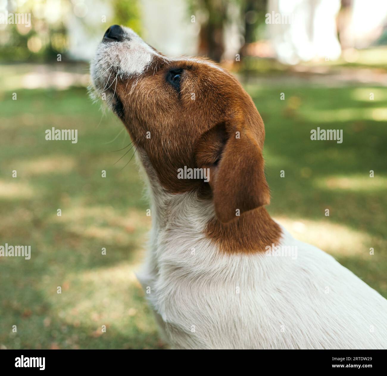 Portrait Jack Russell Terrier gros plan de profil sur fond vert Banque D'Images