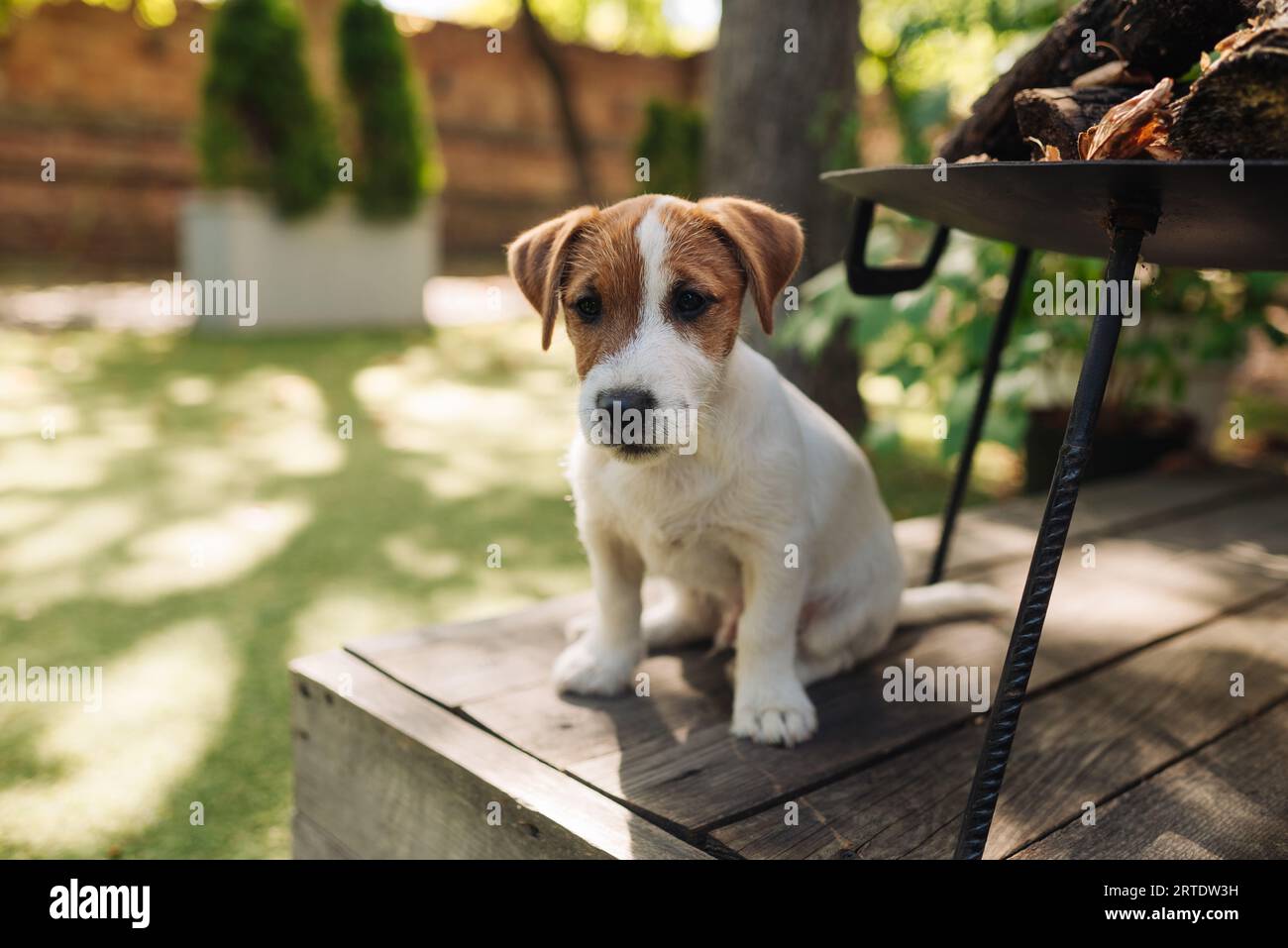 Puppy Jack russell terrier sur la terrasse d'automne. Un petit chien charmant et drôle Banque D'Images