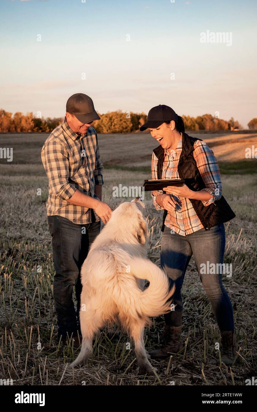 Un couple de fermiers debout dans les champs au crépuscule utilisant un appareil portable sans fil pour gérer et surveiller le rendement pendant leur automne, récolte de canola... Banque D'Images