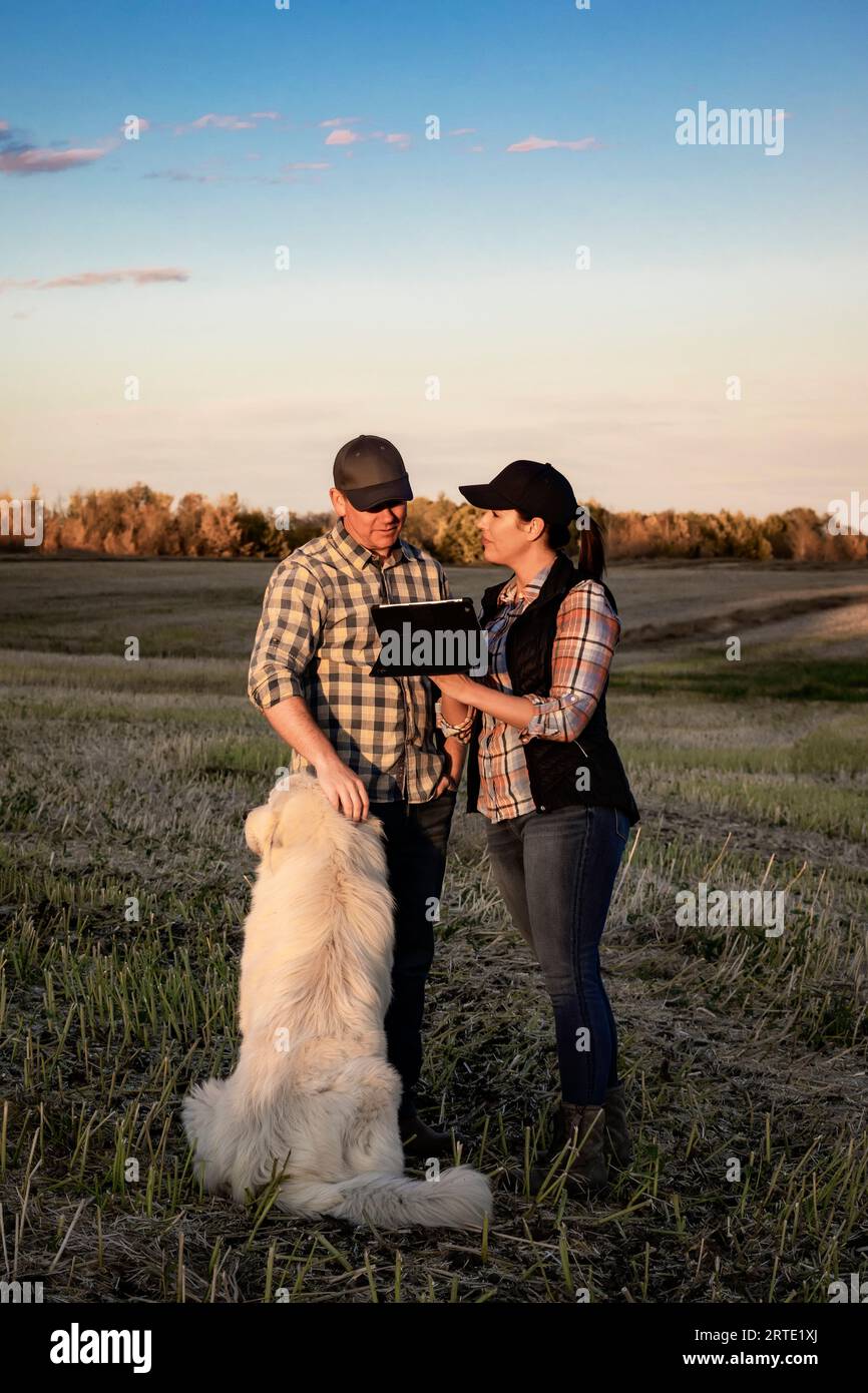 Un couple de fermiers debout dans les champs au crépuscule utilisant un appareil portable sans fil pour gérer et surveiller le rendement pendant leur automne, récolte de canola... Banque D'Images