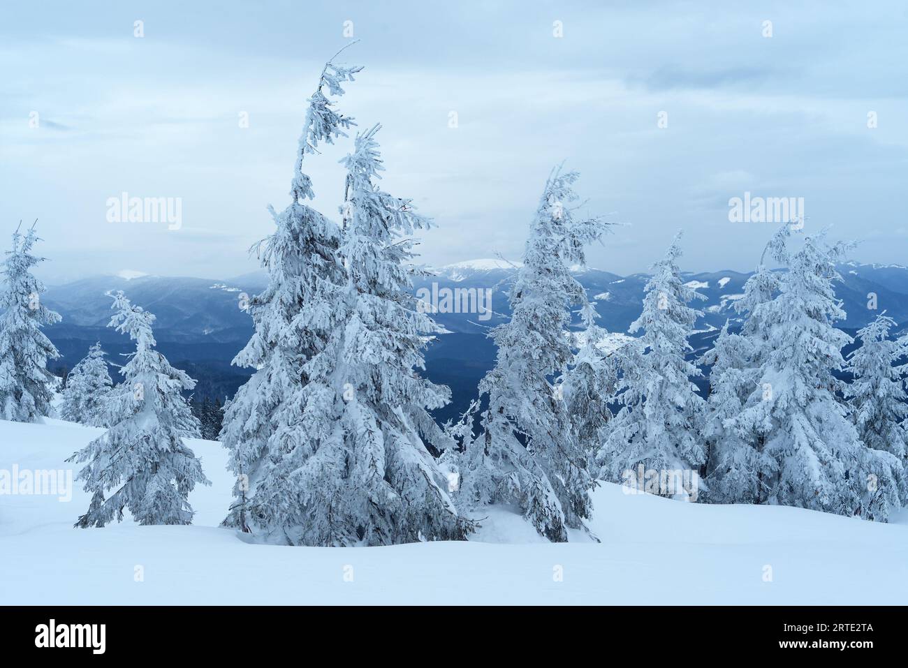 Paysage d'hiver enneigé avec des sapins dans les montagnes Banque D'Images