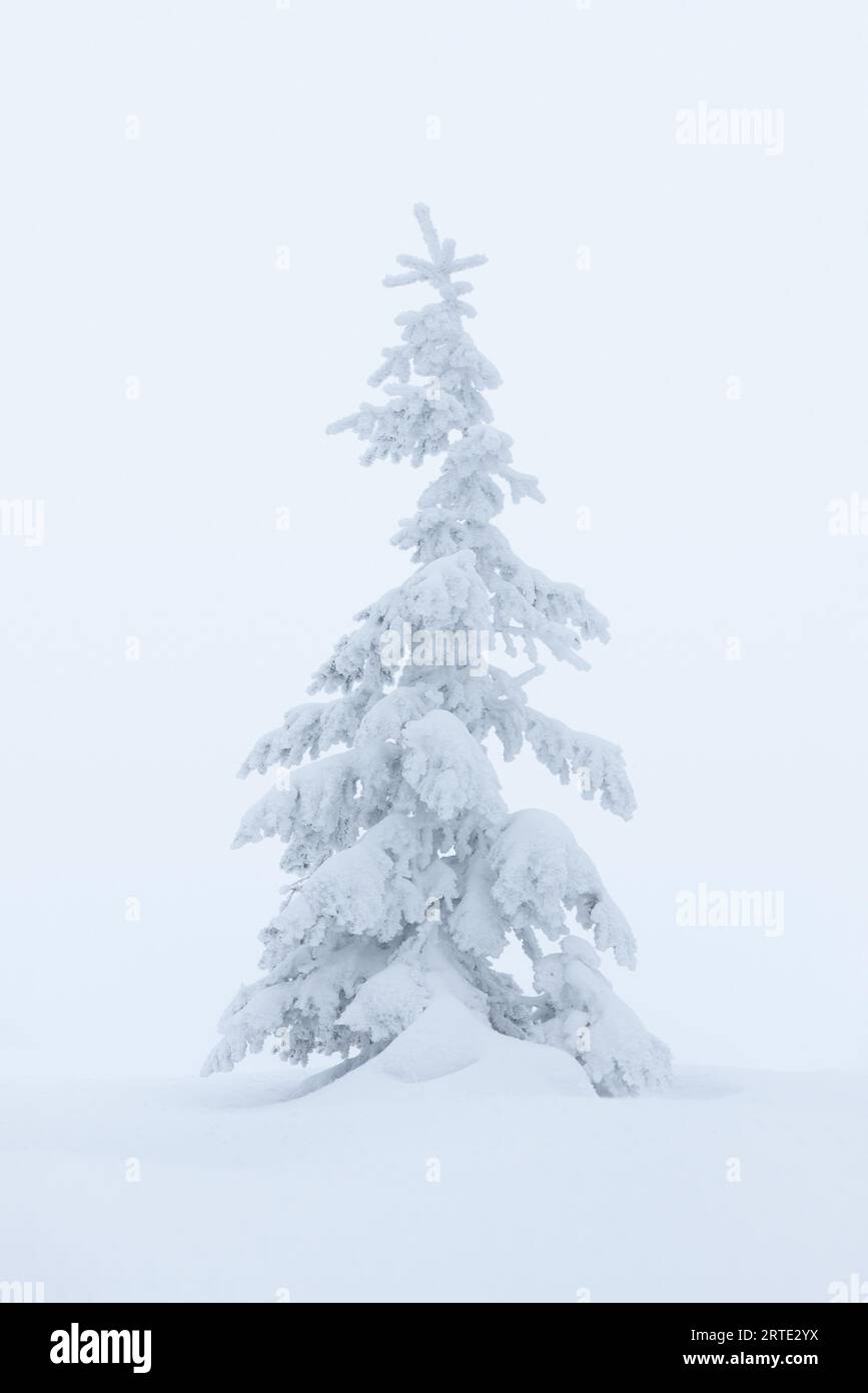 Paysage d'hiver givré avec sapin enneigé dans la brume Banque D'Images