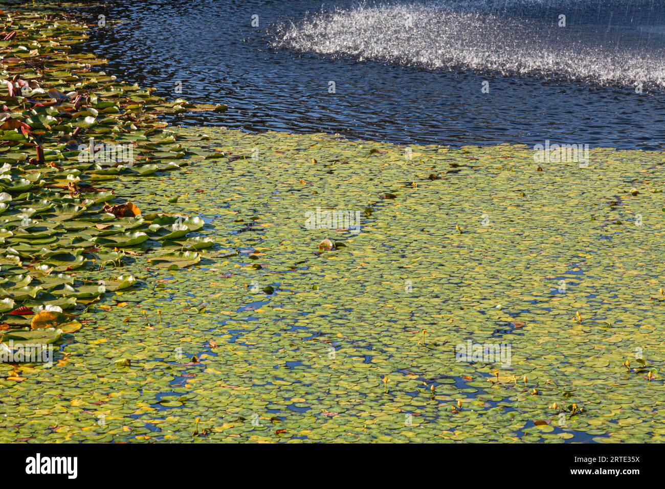 Image abstraite d'étang avec des lys et un jet d'eau dans VanDusen Gardens Vancouver Colombie-britannique Canada Banque D'Images