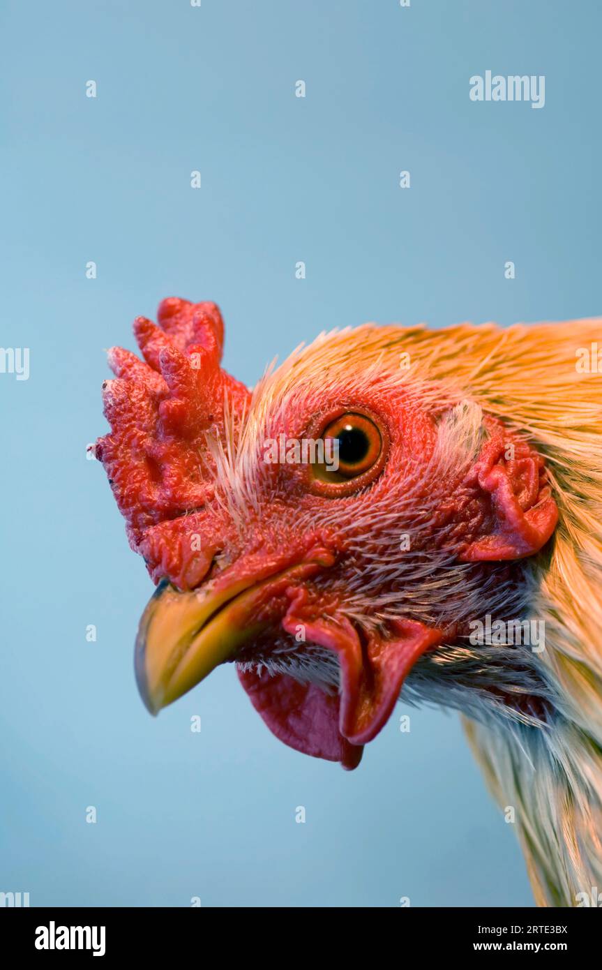 Portrait rapproché d'un poulet (Gallus gallus domesticus) ; Burwell, Nebraska, États-Unis d'Amérique Banque D'Images