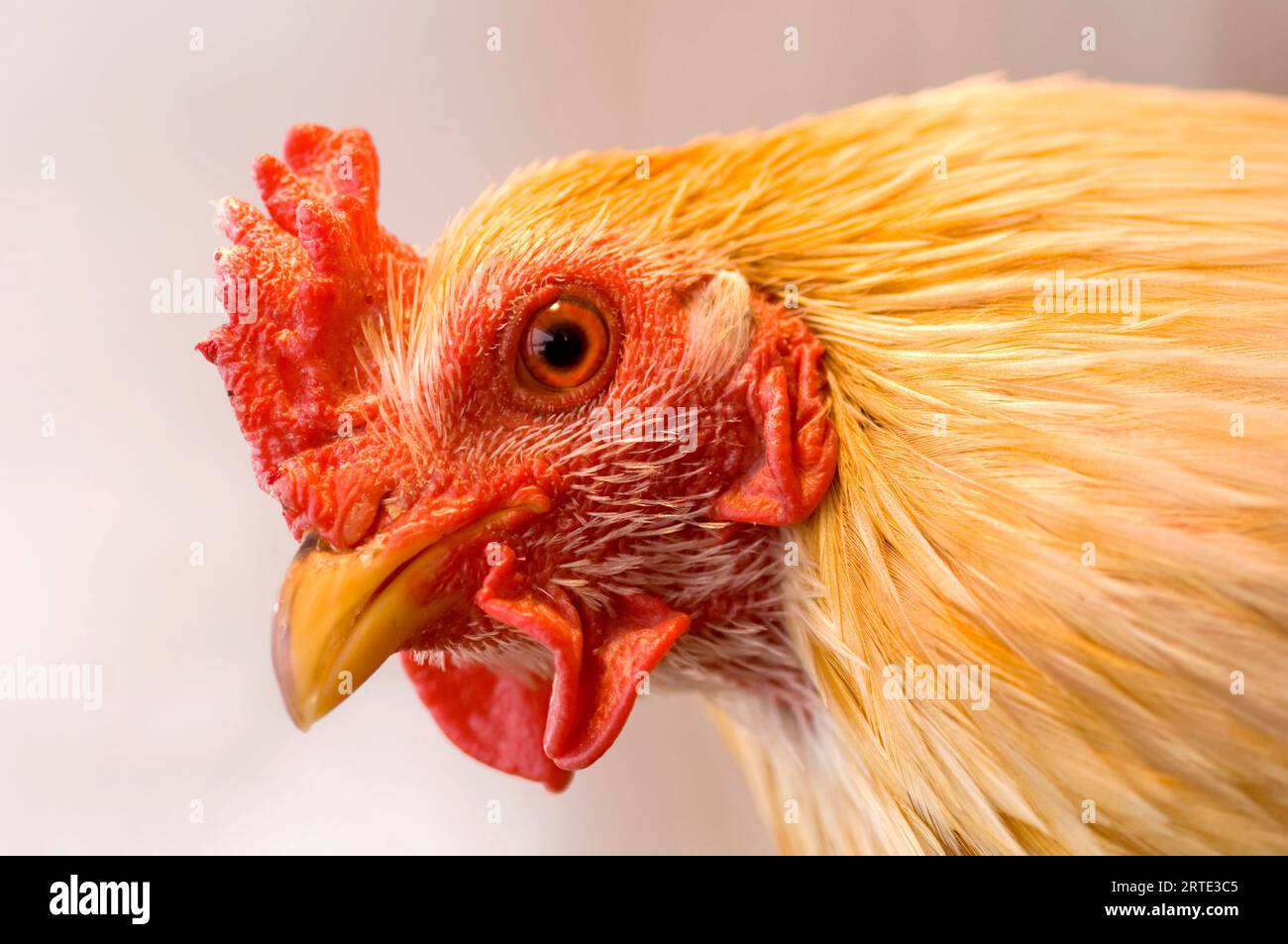 Portrait rapproché d'un poulet (Gallus gallus domesticus) ; Burwell, Nebraska, États-Unis d'Amérique Banque D'Images