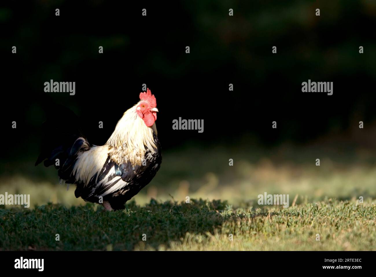 Portrait d'un poulet (Gallus gallus domesticus) debout sur l'herbe dans une ferme porcine ; Greenleaf, Kansas, États-Unis d'Amérique Banque D'Images