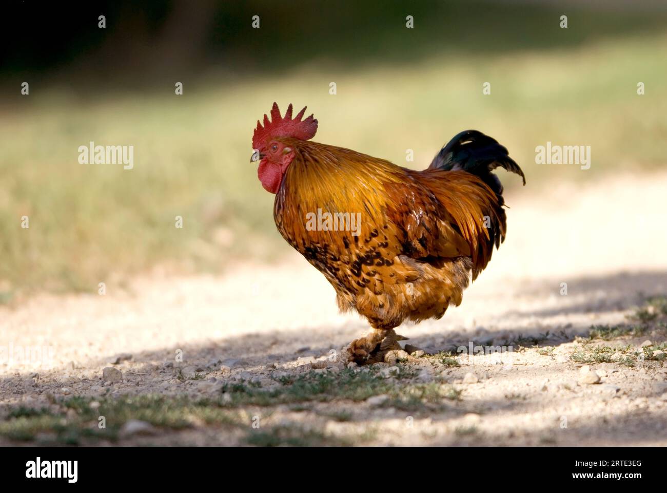 Portrait d'un poulet (Gallus gallus domesticus) debout sur une allée de gravier dans une ferme porcine ; Greenleaf, Kansas, États-Unis d'Amérique Banque D'Images