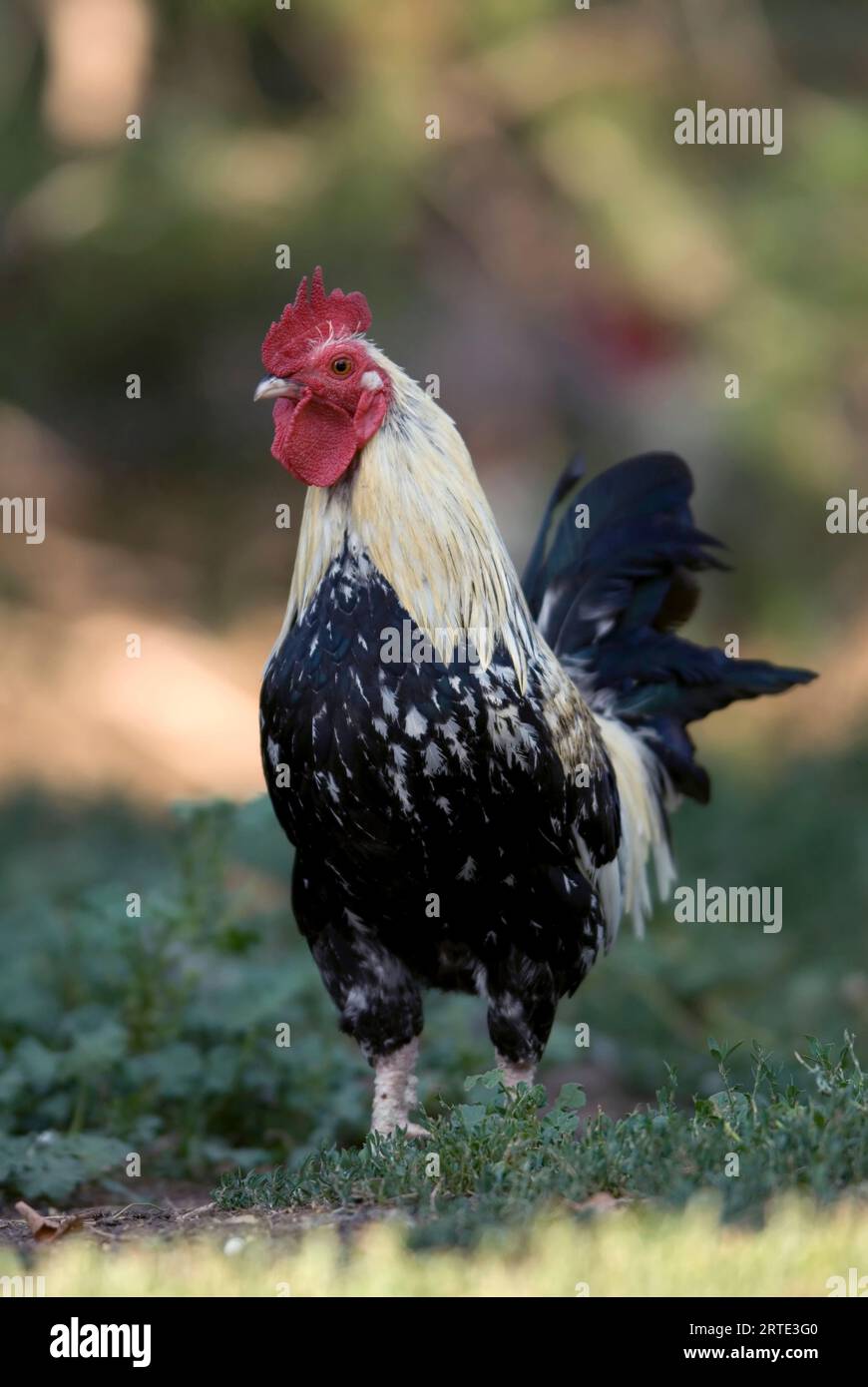 Portrait d'un poulet (Gallus gallus domesticus) dans une ferme porcine ; Greenleaf, Kansas, États-Unis d'Amérique Banque D'Images