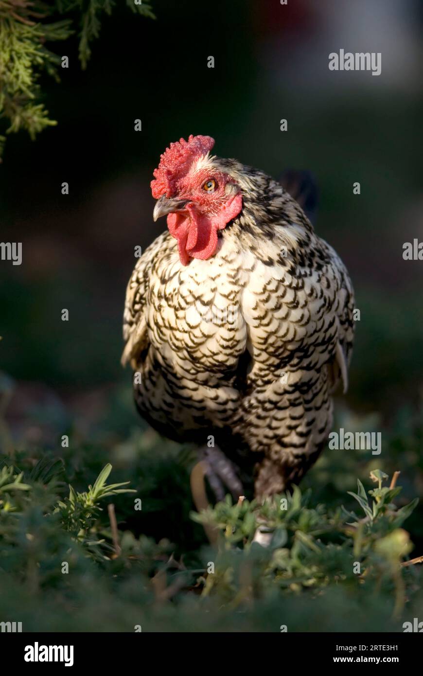 Portrait rapproché d'un poulet (Gallus gallus domesticus) debout au soleil dans une ferme porcine ; Greenleaf, Kansas, États-Unis d'Amérique Banque D'Images