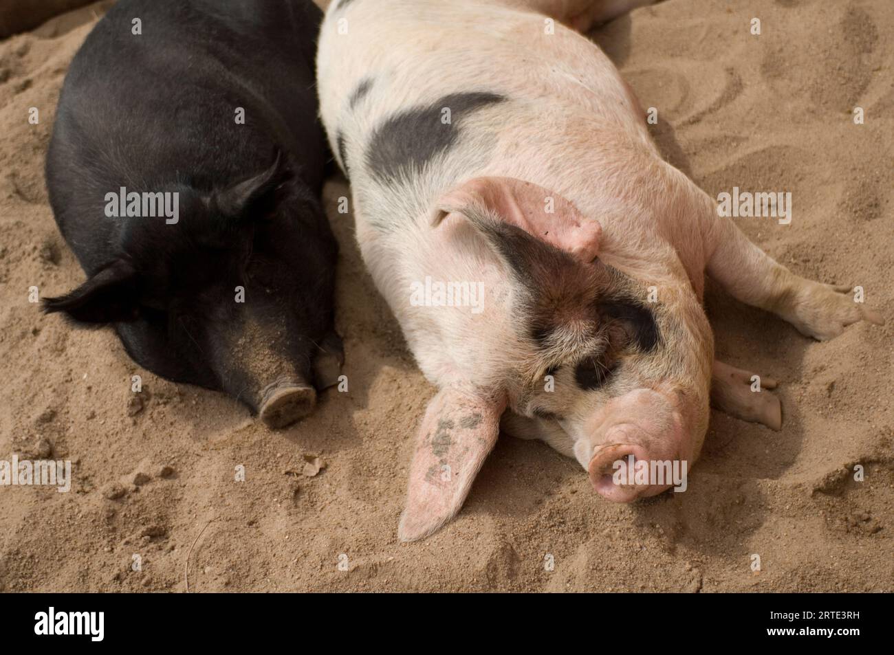 Gloucesteshire vieux cochon de tache couché dans le sable avec un cochon mulefoot (sus scrofa scrofa) dormant côte à côte dans un zoo, deux des nombreux rares liv domestique... Banque D'Images