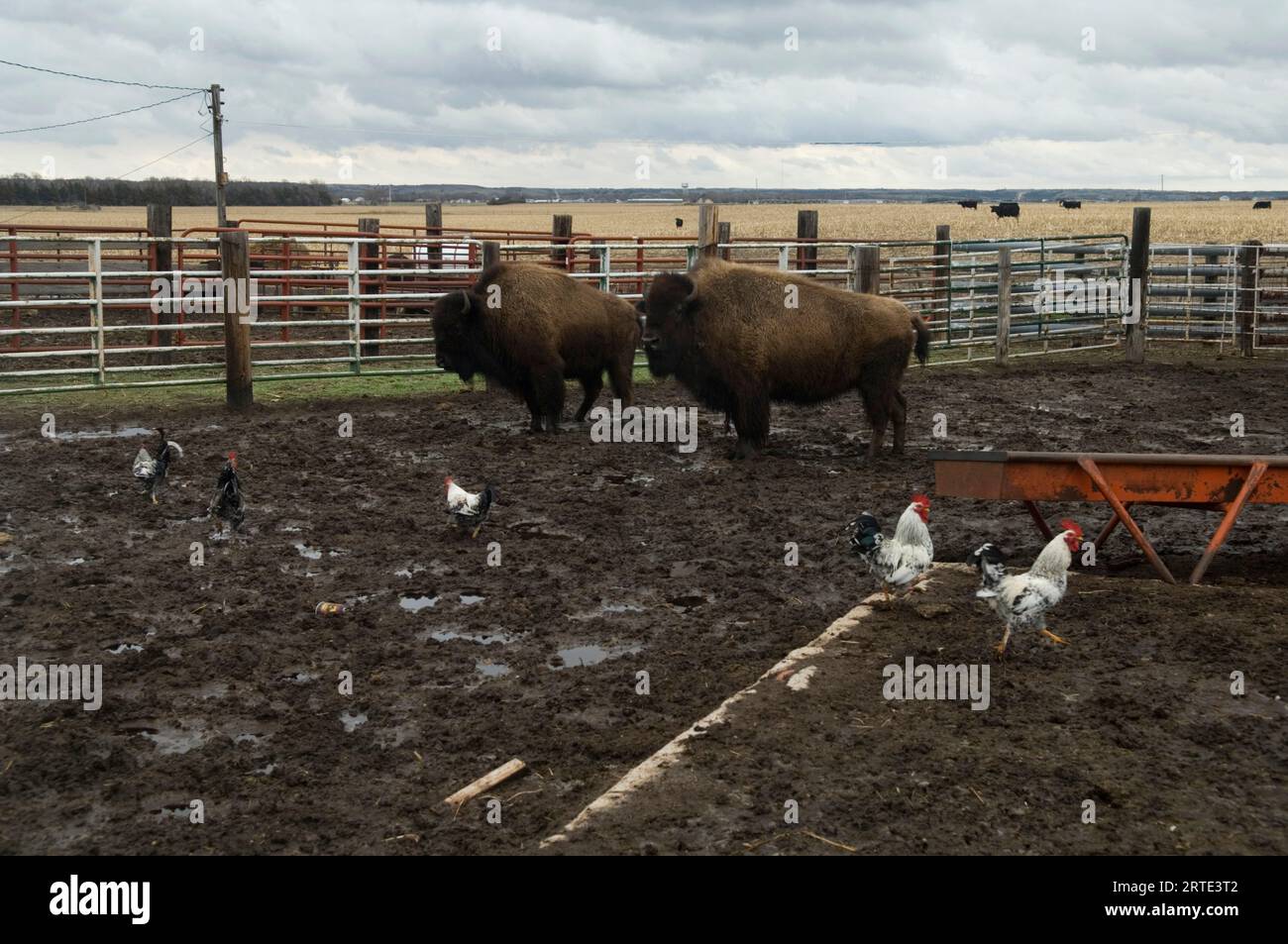 Bison (Bison bison) et poulets dans une ferme du Nebraska, États-Unis ; Burwell, Nebraska, États-Unis d'Amérique Banque D'Images