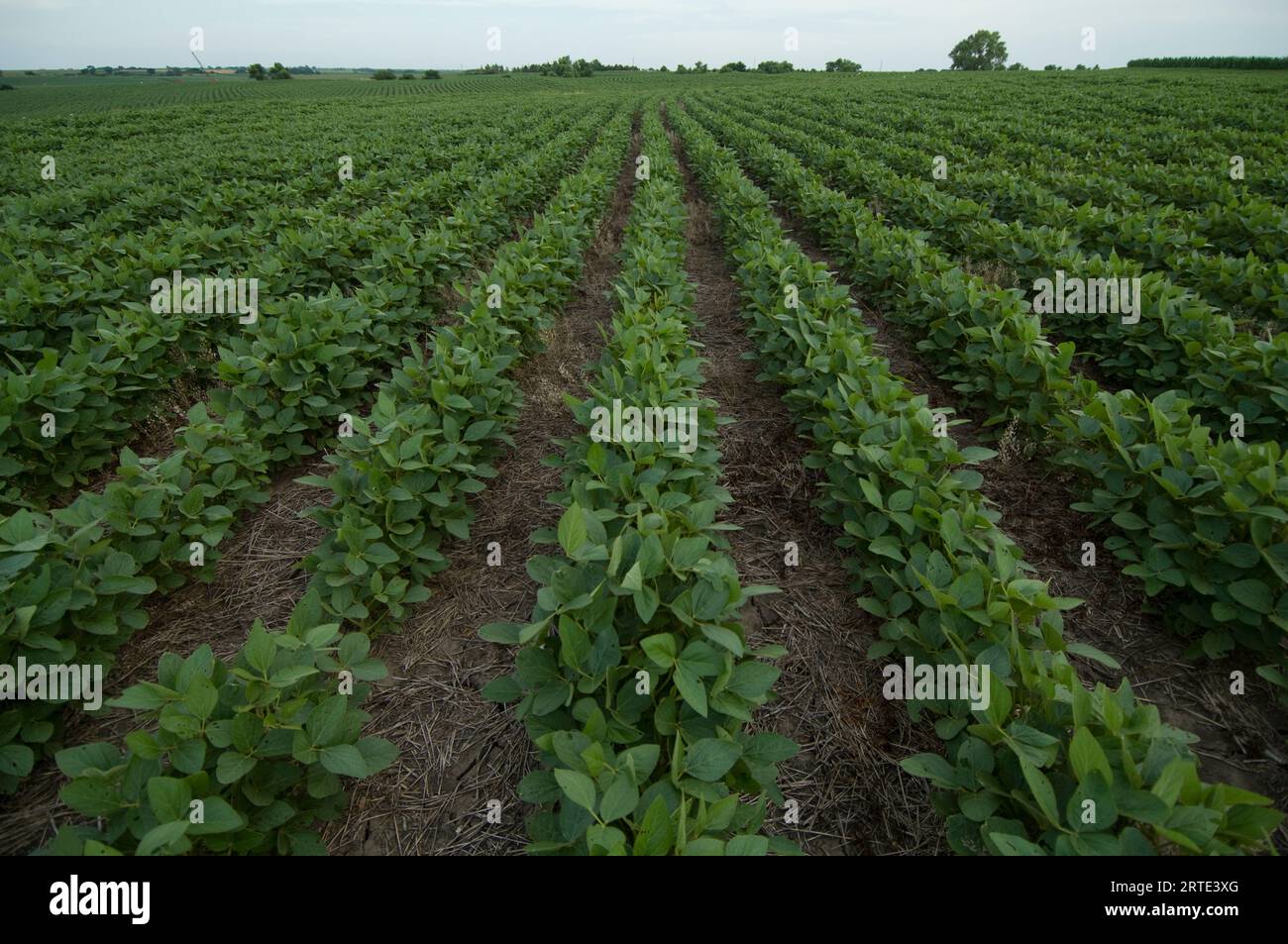 Rangées de plants de soja (Glycine max) dans un champ agricole au Nebraska, États-Unis ; Cortland, Nebraska, États-Unis d'Amérique Banque D'Images