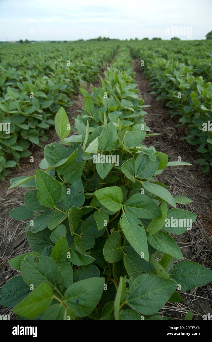 Rangées de plants de soja (Glycine max) dans un champ agricole au Nebraska, États-Unis ; Cortland, Nebraska, États-Unis d'Amérique Banque D'Images