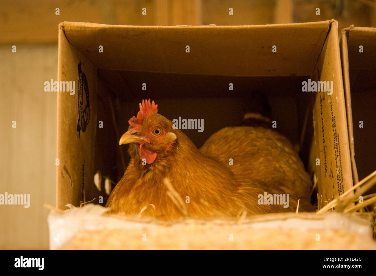 Poulets (Gallus gallus domesticus) perchés dans une boîte dans une grange ; Davey, Nebraska, États-Unis d'Amérique Banque D'Images