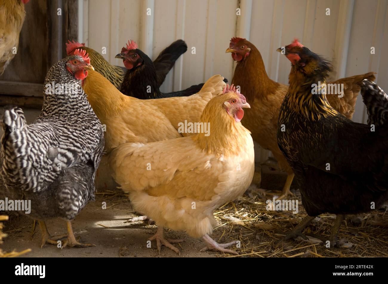 Groupe de poulets se rassemblent à l'intérieur d'une grange ; Davey, Nebraska, États-Unis d'Amérique Banque D'Images