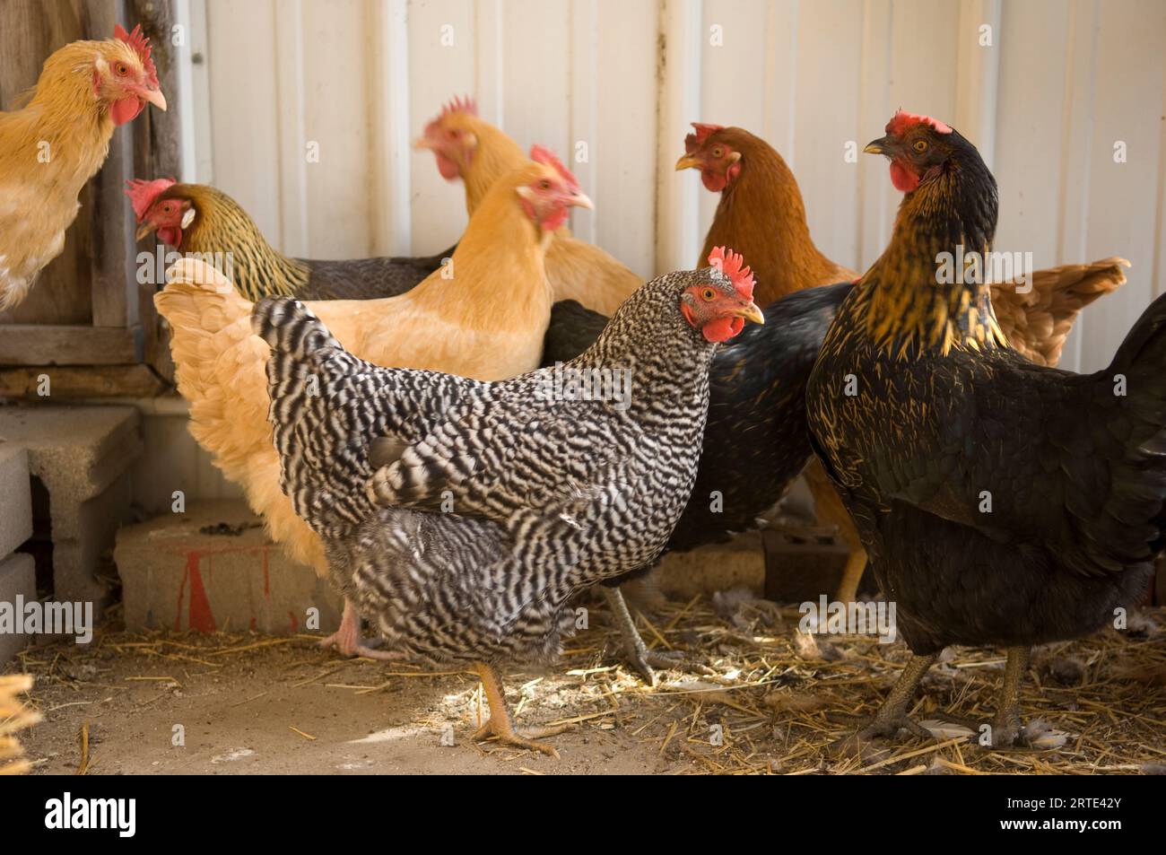 Groupe de poulets se rassemblent à l'intérieur d'une grange ; Davey, Nebraska, États-Unis d'Amérique Banque D'Images