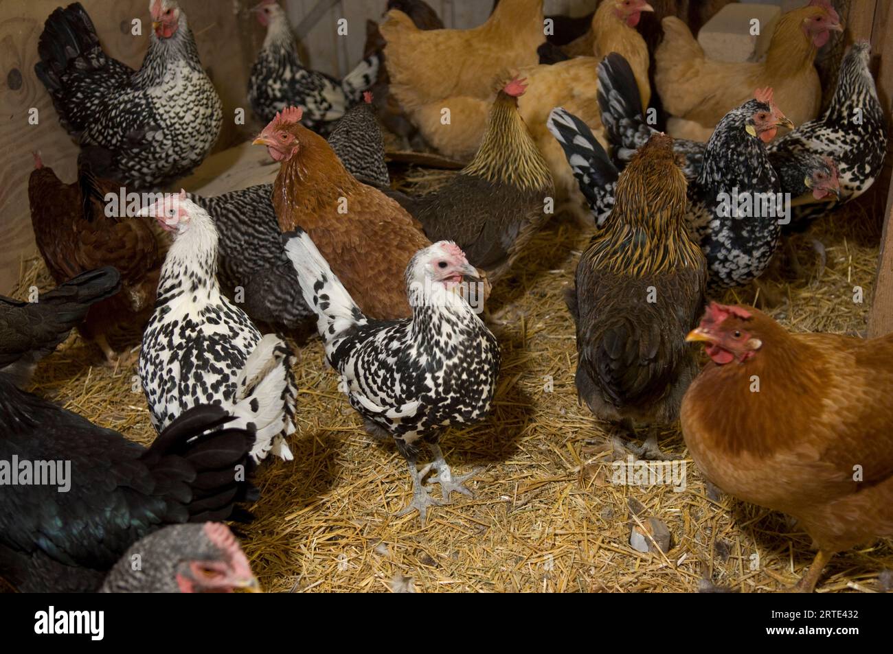 Groupe de poulets rassemblés dans une grange ; Davey, Nebraska, États-Unis d'Amérique Banque D'Images