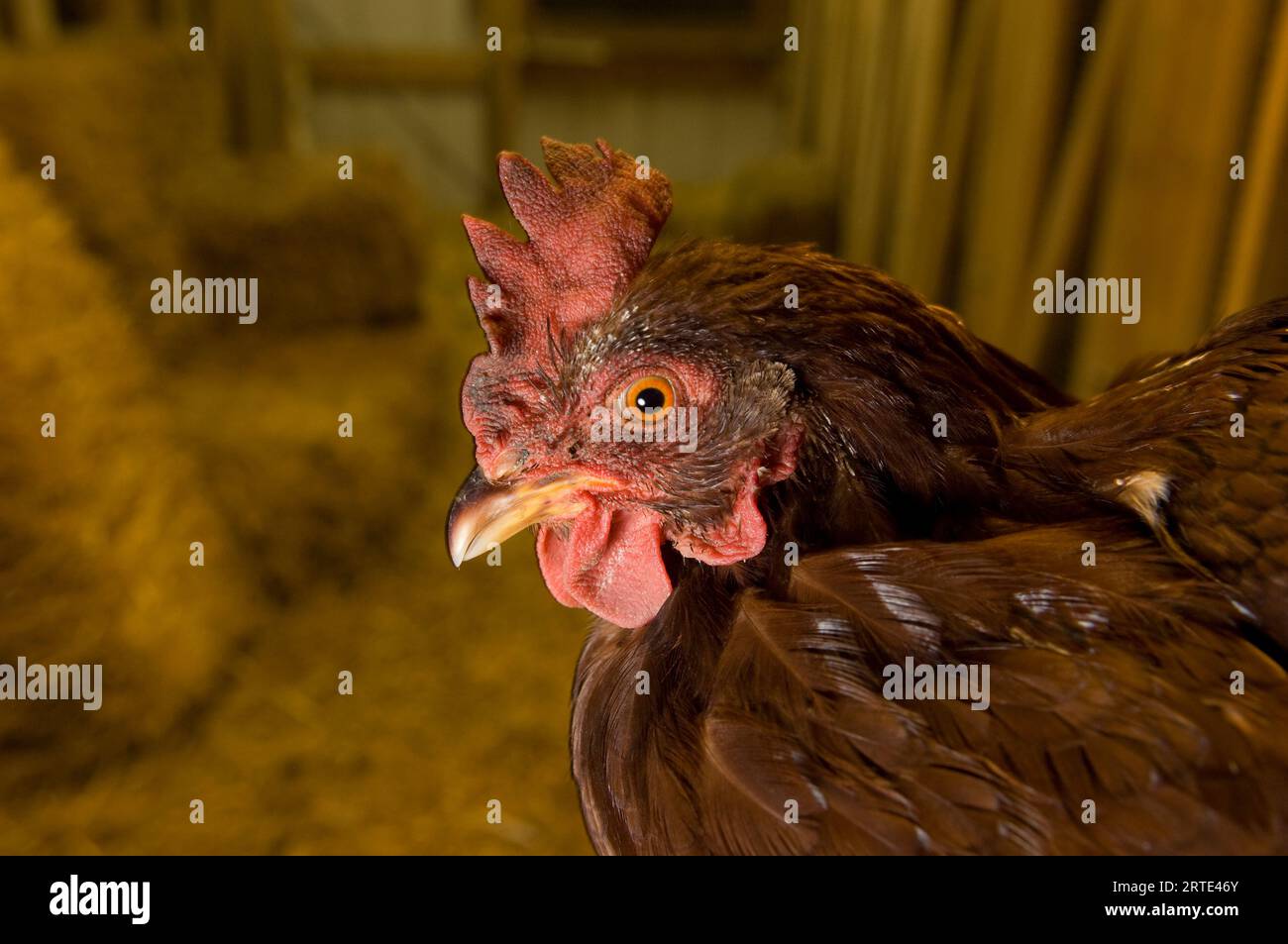 Rhode Island poulet rouge dans une ferme ; Davey, Nebraska, États-Unis d'Amérique Banque D'Images