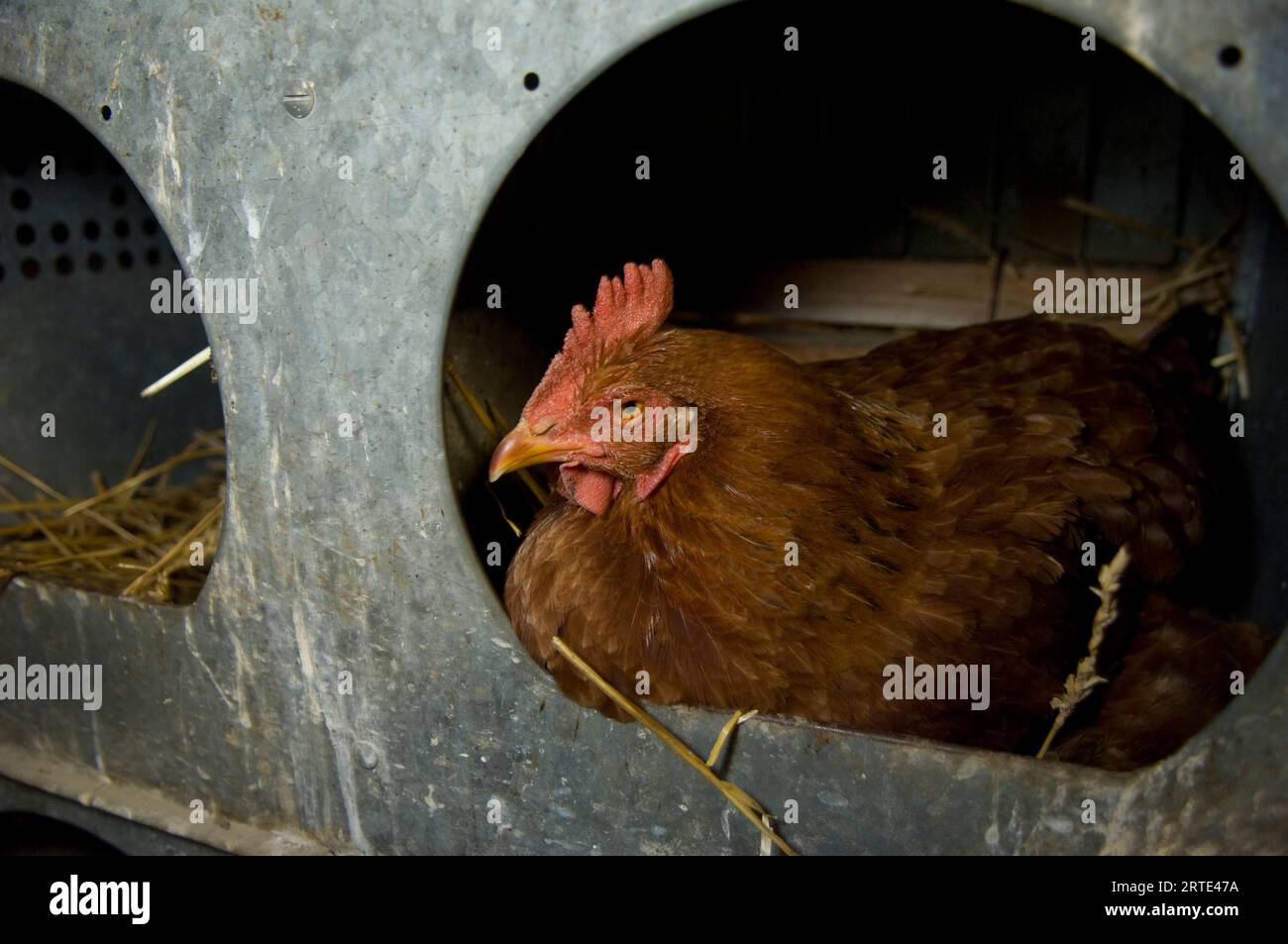 Poulet (Gallus gallus domesticus) perché dans une ferme ; Davey, Nebraska, États-Unis d'Amérique Banque D'Images