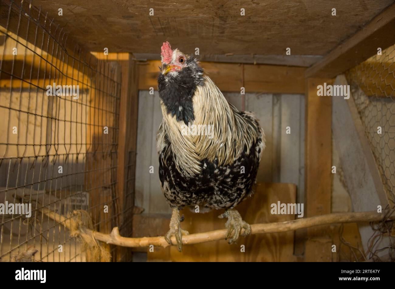 Coq dans un poulailler ; Davey, Nebraska, États-Unis d'Amérique Banque D'Images