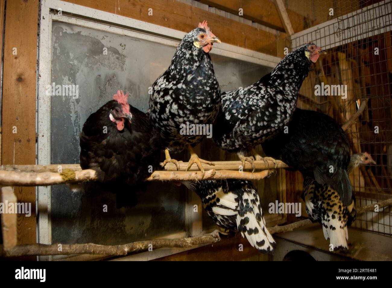 Rôtir des poulets dans une ferme ; Davey, Nebraska, États-Unis d'Amérique Banque D'Images