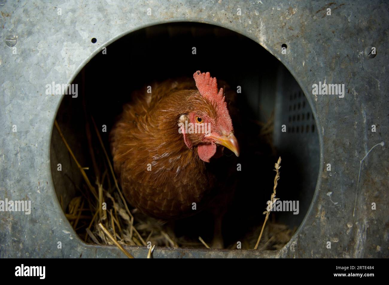 Poulet (Gallus gallus domesticus) perché dans une ferme ; Davey, Nebraska, États-Unis d'Amérique Banque D'Images