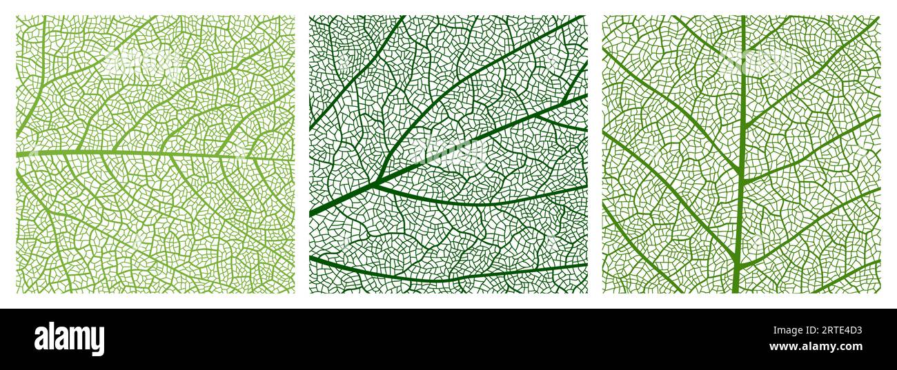 Fermer le motif de texture de feuille verte, fond de motif de feuille avec des veines et des cellules. Structure de venation vectorielle du feuillage de plante d'arbre, toile de fond mosaïque abstraite de la surface de bouleau ou de feuille d'érable Illustration de Vecteur