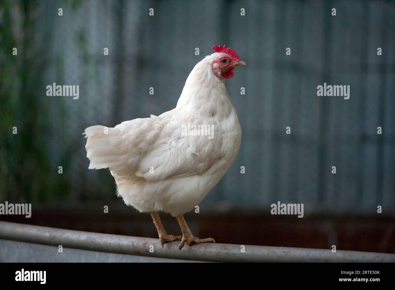Poulet (Gallus gallus domesticus) perché sur un rail métallique au Raptor Recovery Center dans le Nebraska (États-Unis) ; Murdock (Nebraska) (États-Unis d ' Amérique) Banque D'Images