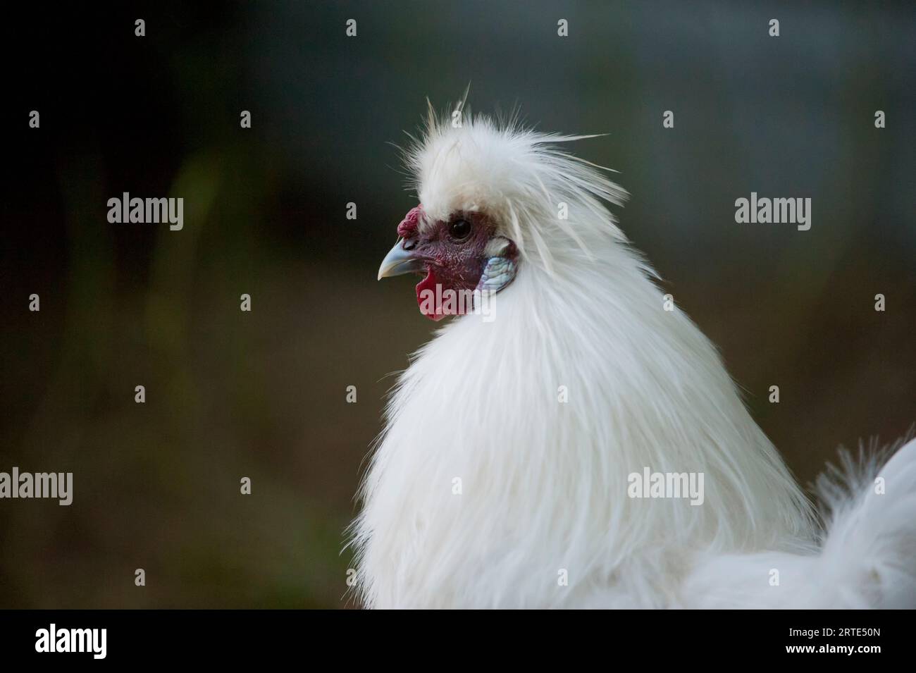 Portrait en gros plan d'un poulet Silkie (Gallus gallus domesticus) ; Murdock, Nebraska, États-Unis d'Amérique Banque D'Images