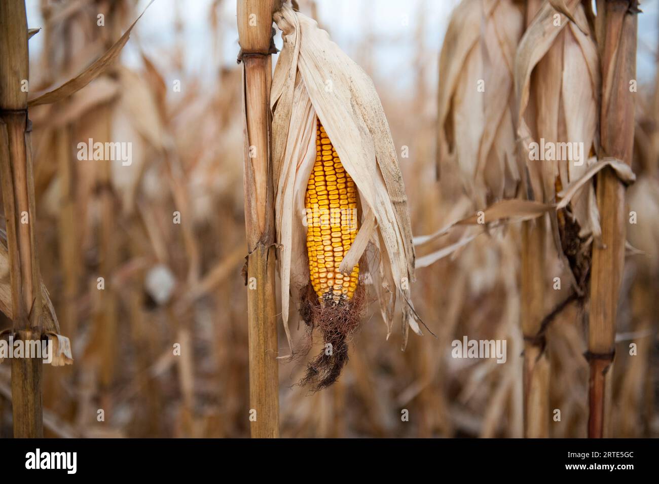 Maïs en attente de récolte ; Roca, Nebraska, États-Unis d'Amérique Banque D'Images