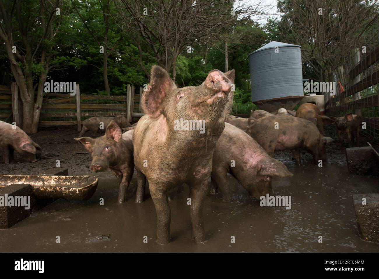 Porcs élevés biologiquement dans la boue sur une ferme près de Palmyra, Nebraska, USA ; Palmyra, Nebraska, États-Unis d'Amérique Banque D'Images