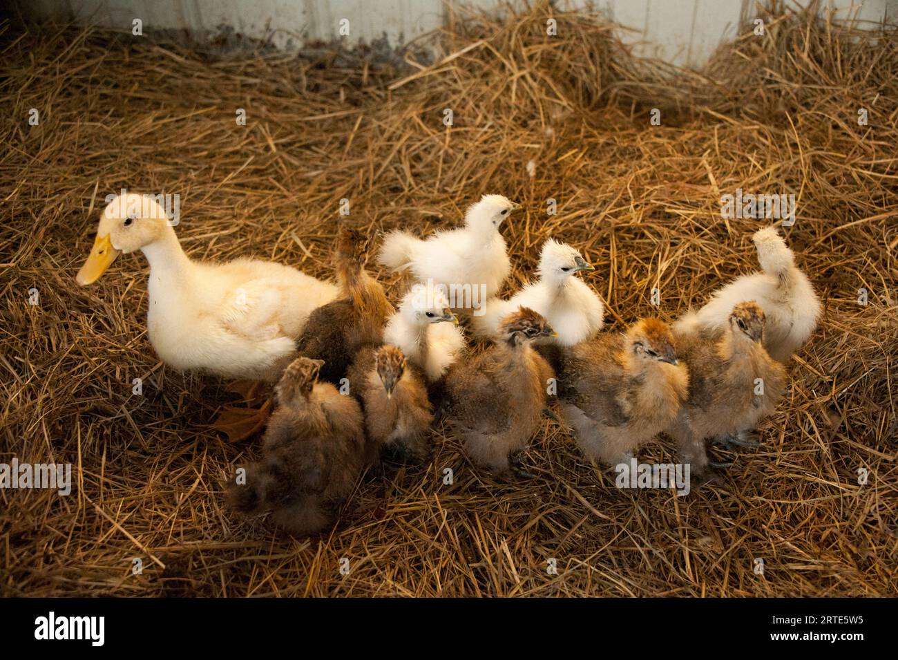 Canard juvénile (Anas platyrhynchos domesticus) et poussins (Gallus gallus domesticus) dans un lit de foin ; Denton, Nebraska, États-Unis d'Amérique Banque D'Images
