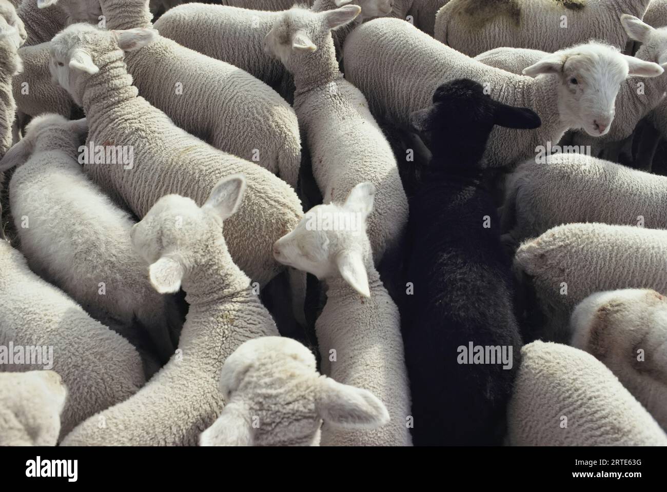 Agneaux (Ovis aries) dans un enclos vu d'en haut, un noir parmi les agneaux blancs ; Clayoquot Sound, Île de Vancouver, Colombie-Britannique, Canada Banque D'Images
