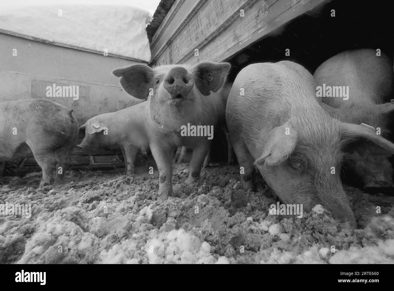 Les porcs enracinent dans la neige dans leur enclos ; Bennet, Nebraska, États-Unis d'Amérique Banque D'Images