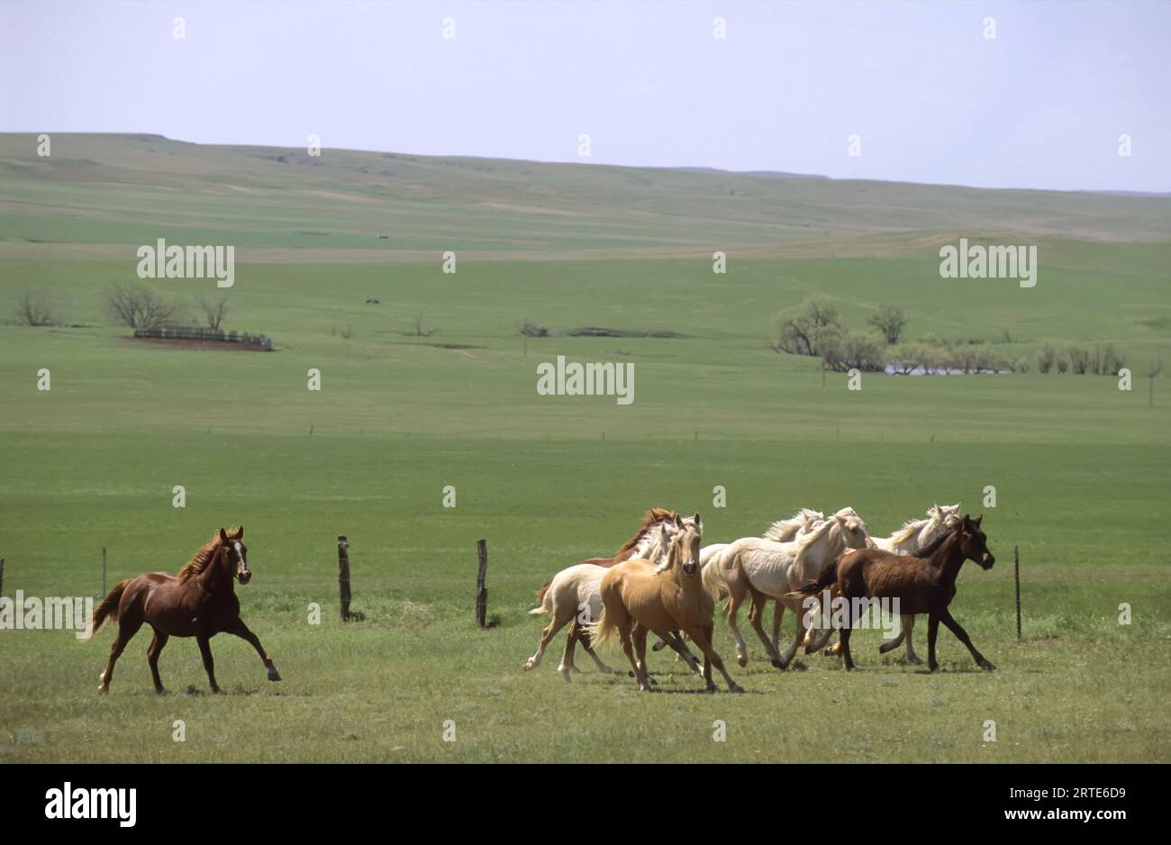 Arrondir les chevaux à utiliser pour une marque de bétail ; Howes, Dakota du Sud, États-Unis d'Amérique Banque D'Images