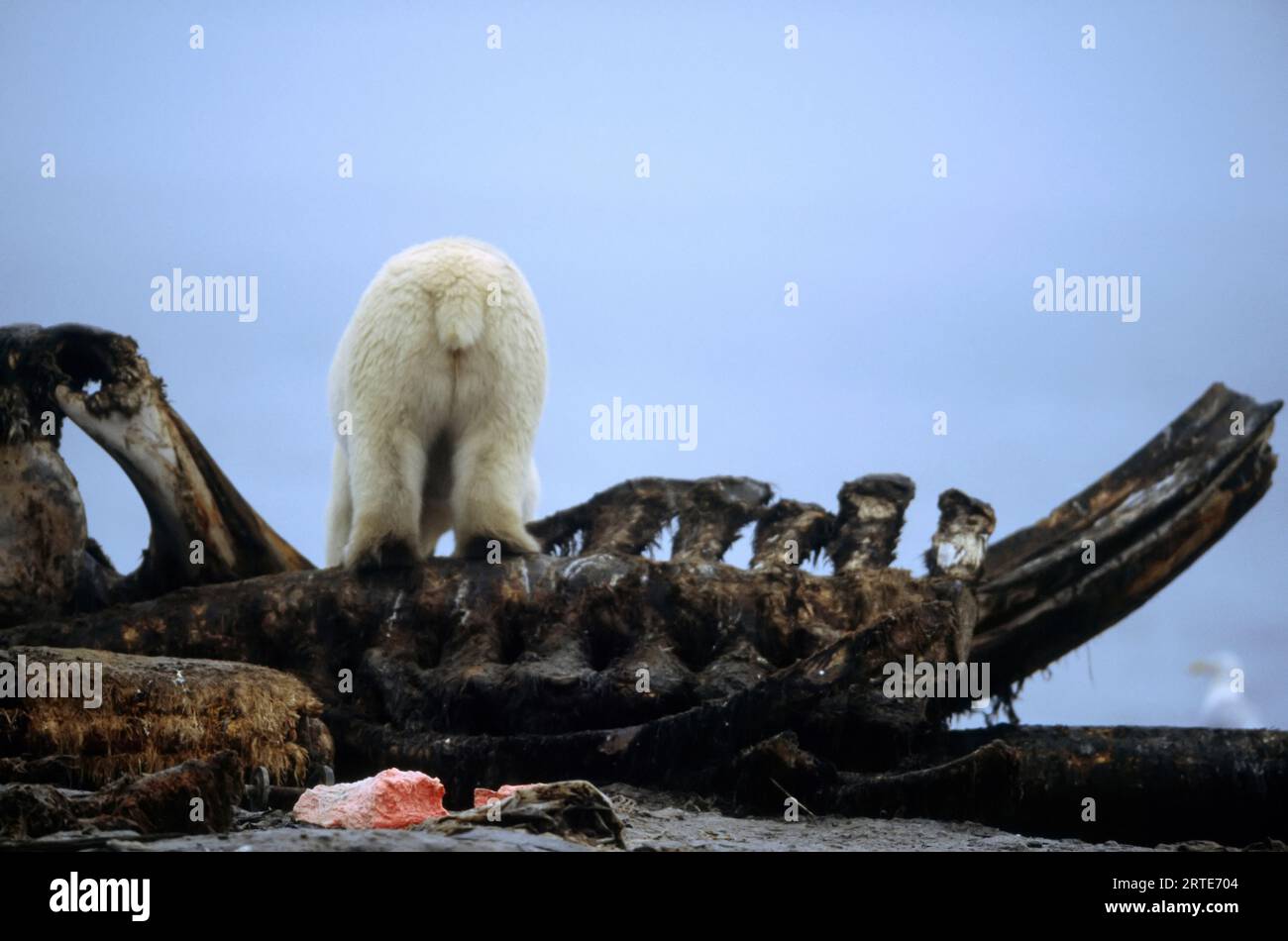 Ours polaire (Ursus maritimus) mangeant une carcasse de baleine ; North Slope, Alaska, États-Unis d'Amérique Banque D'Images