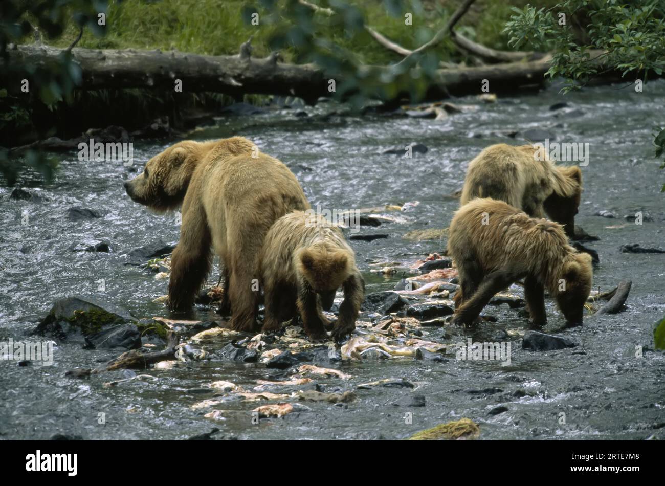 La mère grizzli et ses trois petits (Ursus arctos horribilis) font la fête des carcasses de saumon à Thumb Creek, Alaska, USA Banque D'Images
