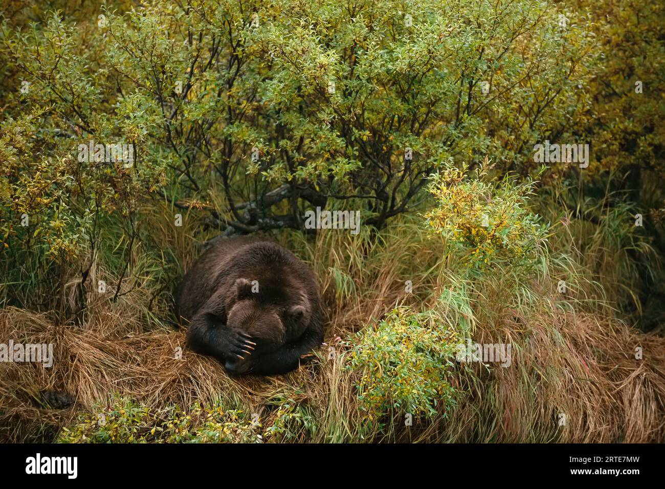 L'ours grizzli (Ursus arctos horribilis) s'endort dans les longues herbes après avoir pêché dans le parc national et la réserve de Katmai, Alaska, États-Unis Banque D'Images