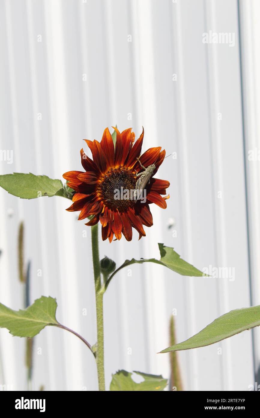 Sauterelle assise sur un tournesol rouge Banque D'Images