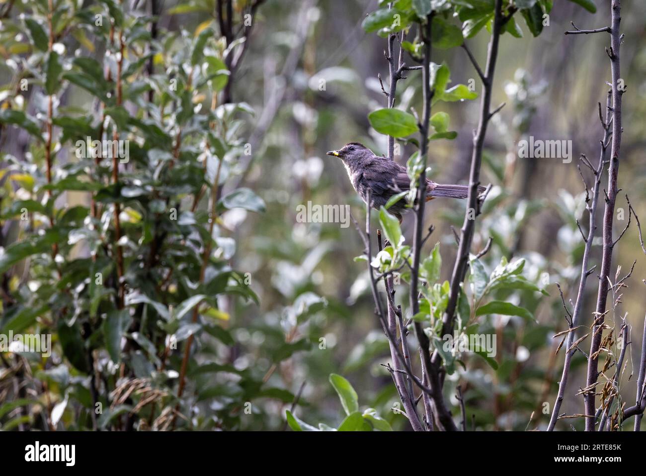 Un oiseau-chat gris s'arrêtant dans les buissons tout en tenant de la nourriture dans son bec. Zone de gestion de l'habitat faunique de South Park, Wyoming Banque D'Images