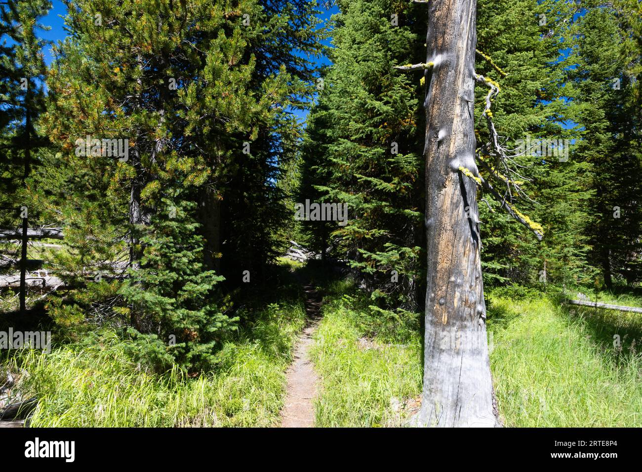 Un grand arbre mort debout le long du sentier Dogshead. Parc national de Yellowstone, Wyoming Banque D'Images