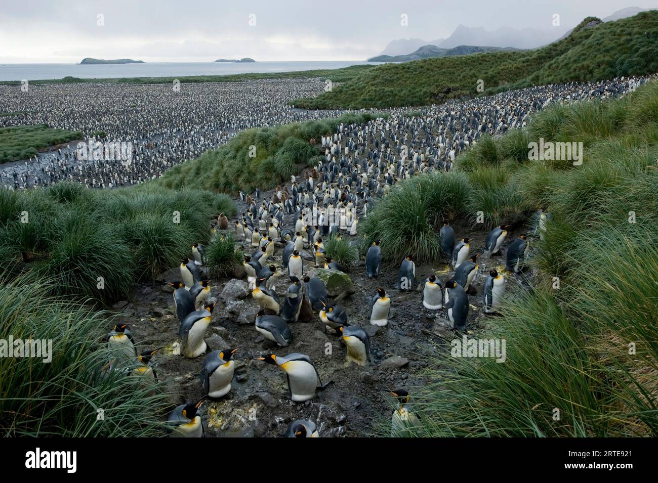 Manchots royaux (Aptenodytes patagonicus) dans une colonie massive de jusqu'à 200 000 oiseaux sur l'île de Géorgie du Sud ; île de Géorgie du Sud Banque D'Images