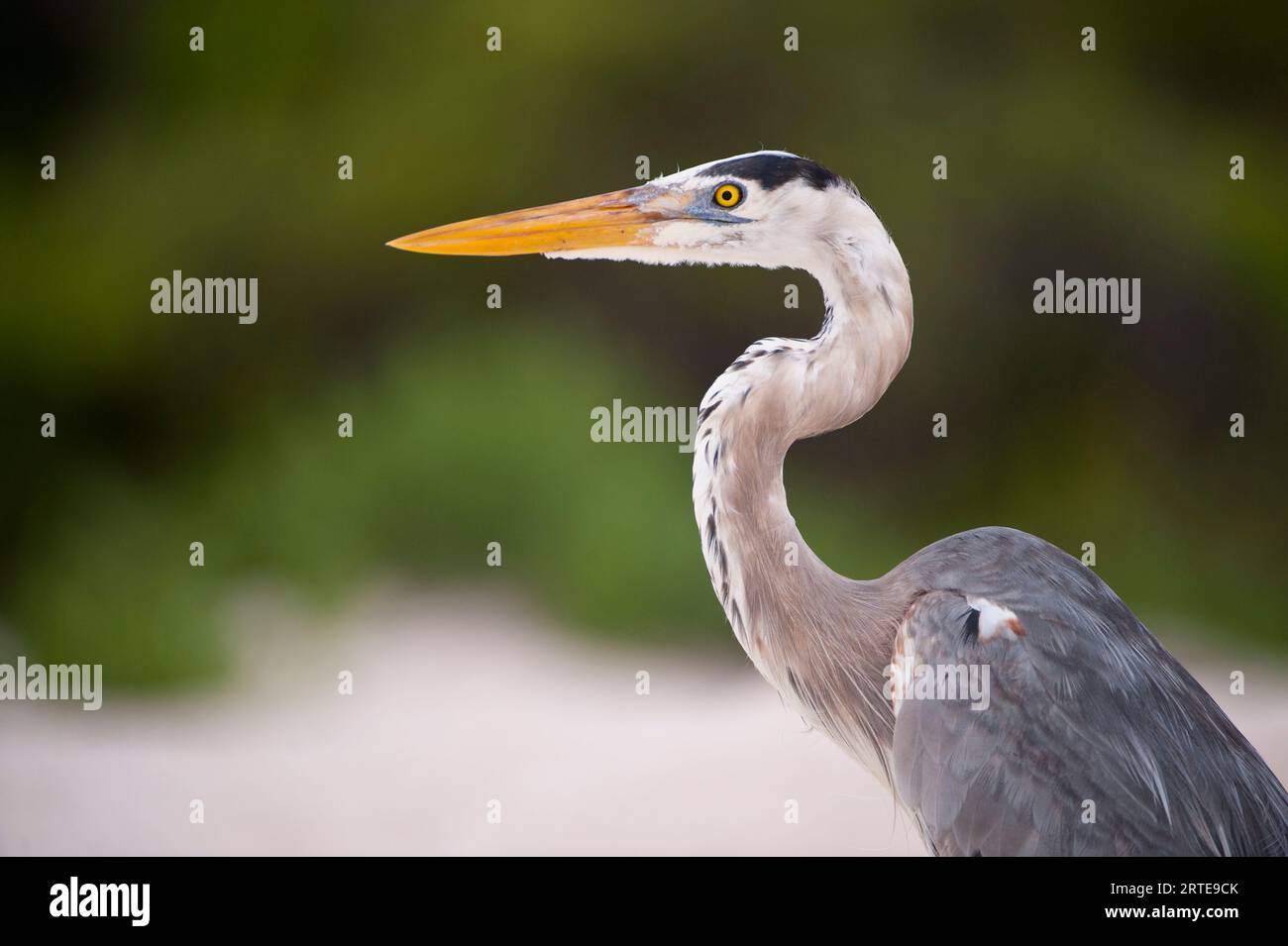 Grand héron bleu (Ardea herodias) dans le parc national des Galapagos ; îles Galapagos, Équateur Banque D'Images