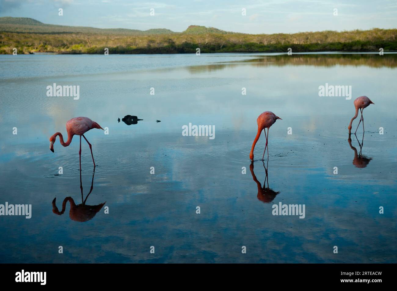 Les flamants roses américains (Phoenicopterus ruber) se nourrissent d'eau bleue réfléchissant le ciel et les nuages dans le parc national des îles Galapagos Banque D'Images